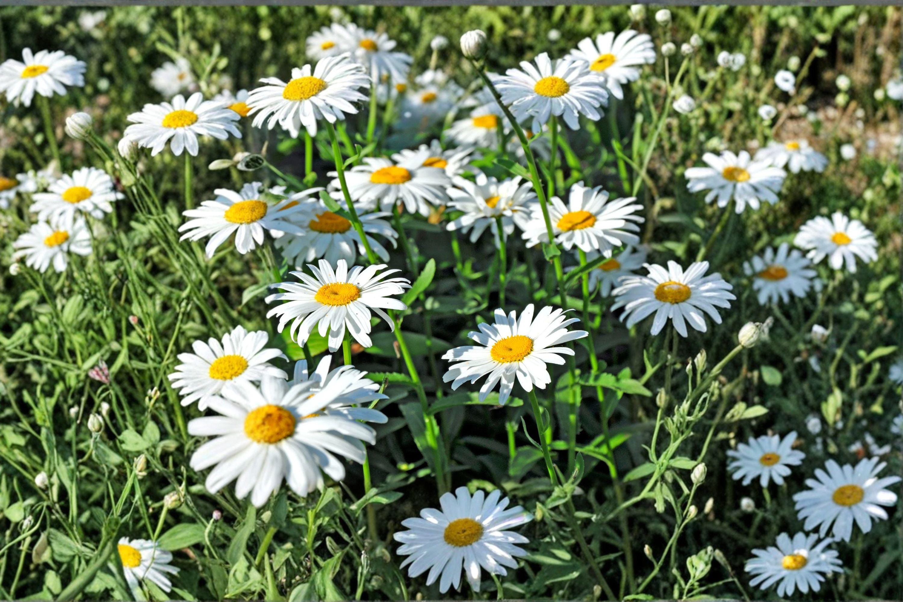 Shasta Daisy – Leucanthemum × superbum 100 Seeds | Classic White Perennial | Long Bloom Season | Pollinator-Friendly Flower