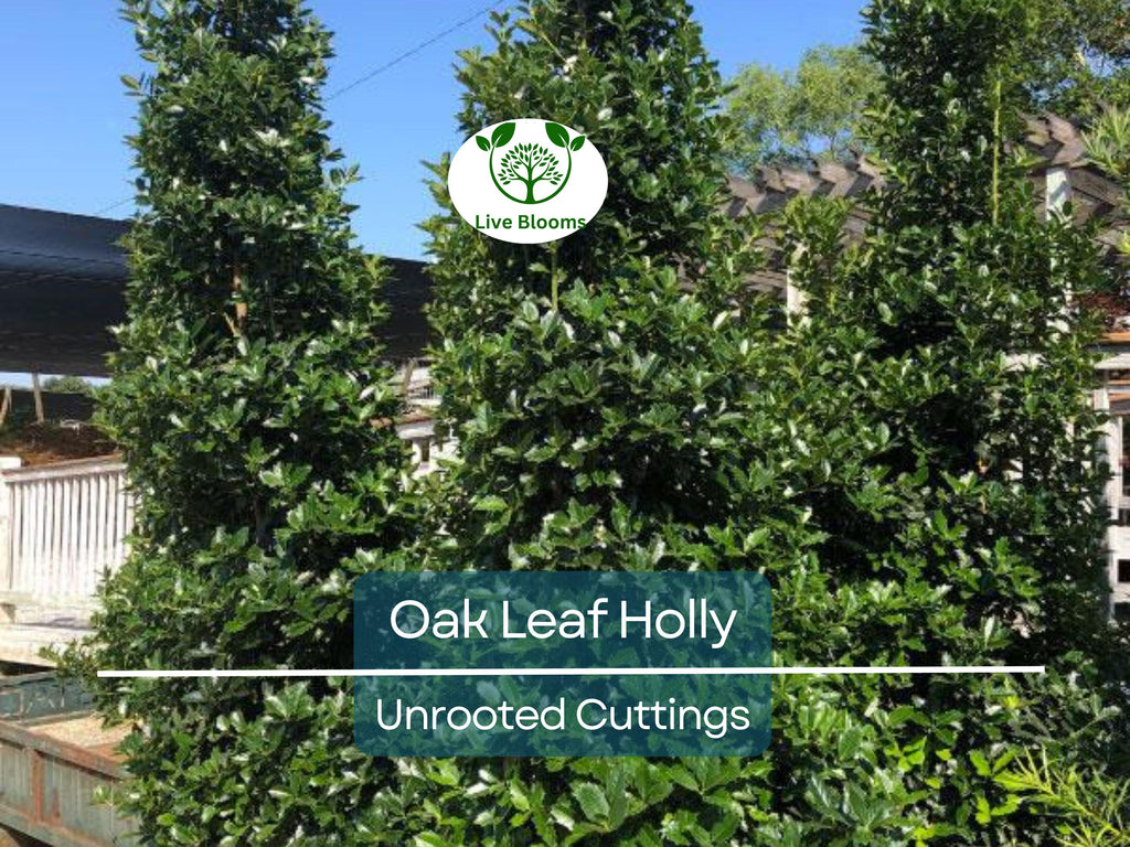 1 Oak Leaf Holly Unrooted Cutting | Ilex Latifolia | Evergreen Shrub for Gardening | Hardy Holly Cutting for Planting