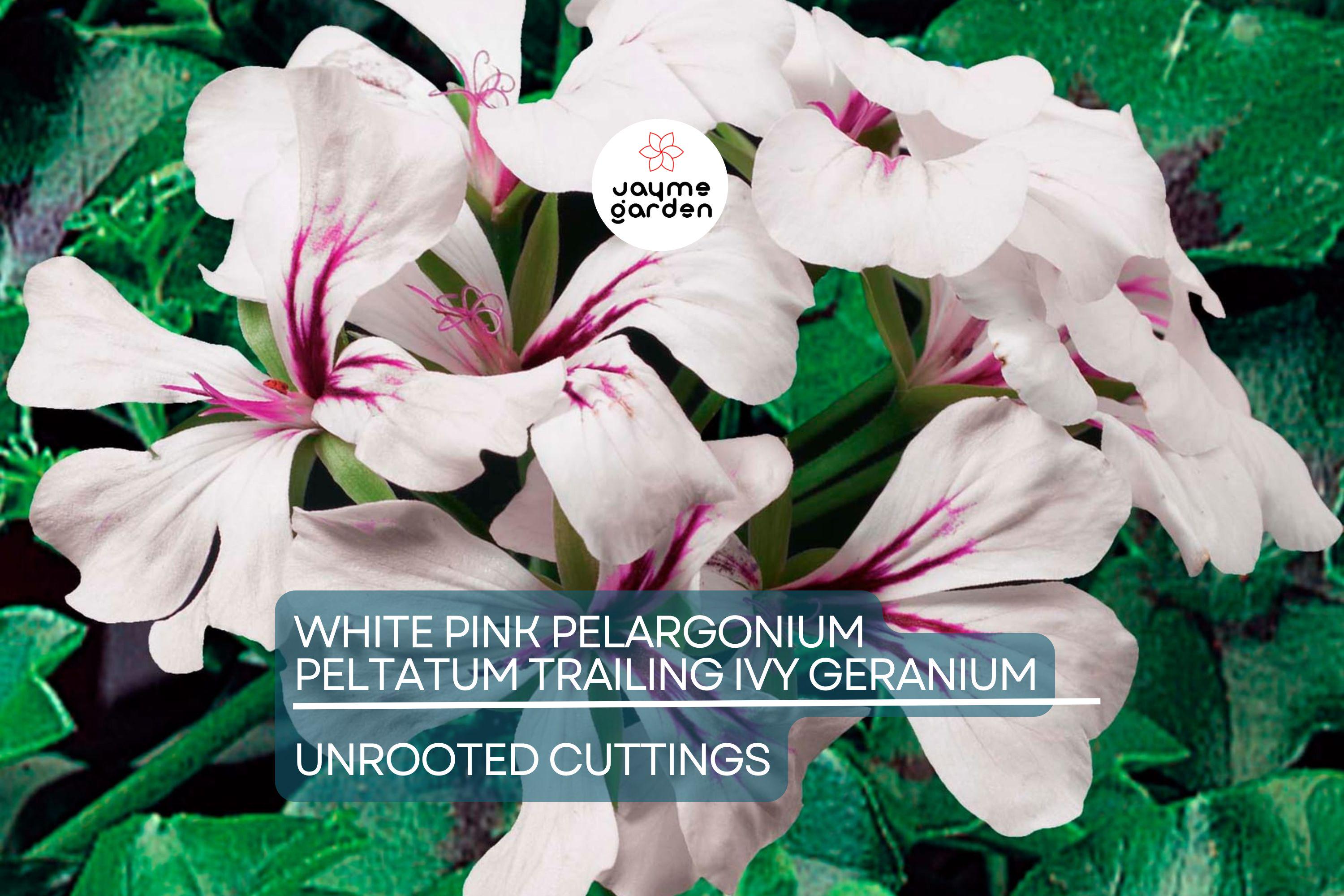 White Pink Pelargonium peltatum Trailing Ivy Geranium - 2 Live 6" Cuttings, Rare Double Petal Blooms, Easy to Propagate