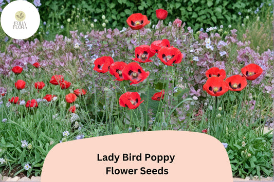 200+ Lady Bird Poppy Seeds for Garden Planting – Scarlet Red Blooms with Black Centers, Easy Wildflower
