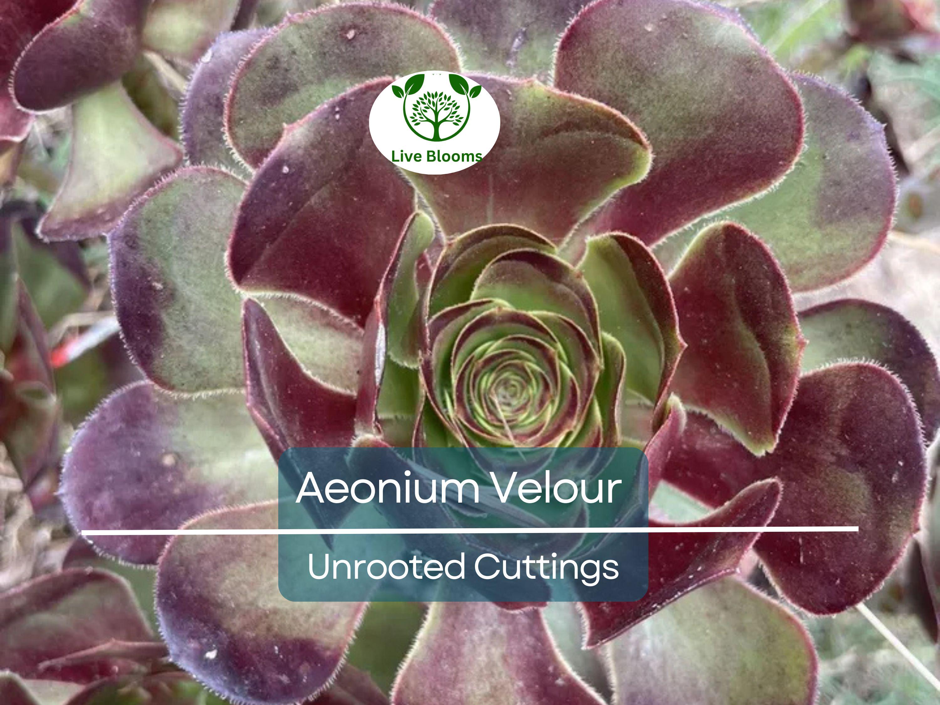 1 Aeonium Velour Succulent Unrooted Cutting 4-5" - Unique Indoor/Outdoor Plant - Beautiful Dark Purple Rosette, Easy to Grow