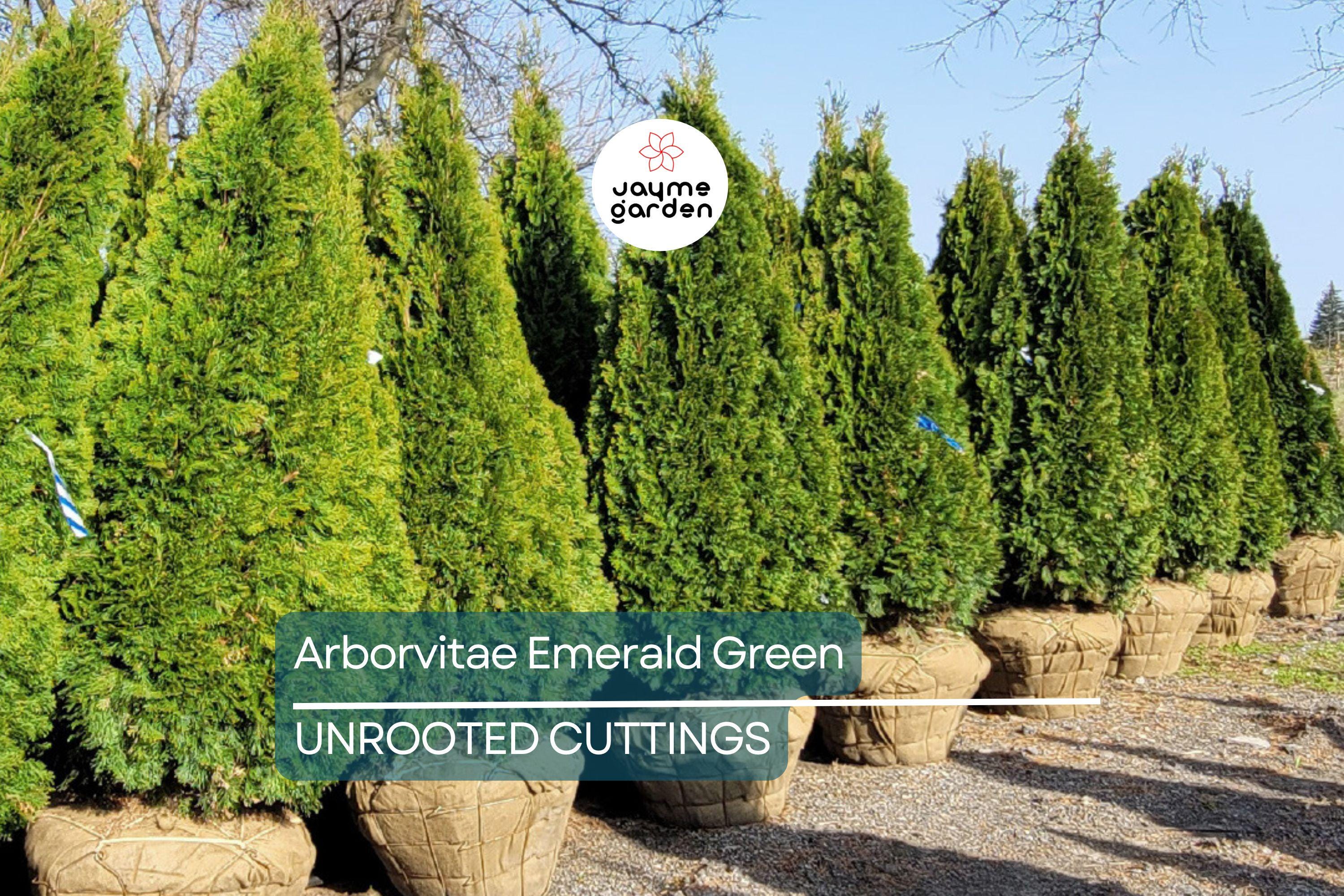 Arborvitae Emerald Green Thuja Emerald Shrub - 10 Fresh Cuttings (10-15 cm) for Rooting