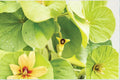 Aristolochia tomentosa/Dutchman’s Pipevine – 10 Seeds | Native Woody Vine | Pipe-Shaped Flowers | Host Plant for Pipevine Swallowtail