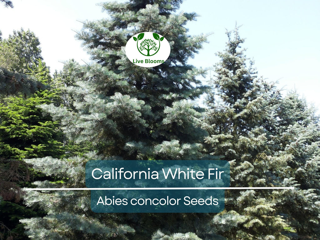 30 California White Fir Tree Seeds (Abies Concolor) | Pine, Evergreen, Hardy Conifer for Landscaping, Reforestation & Garden