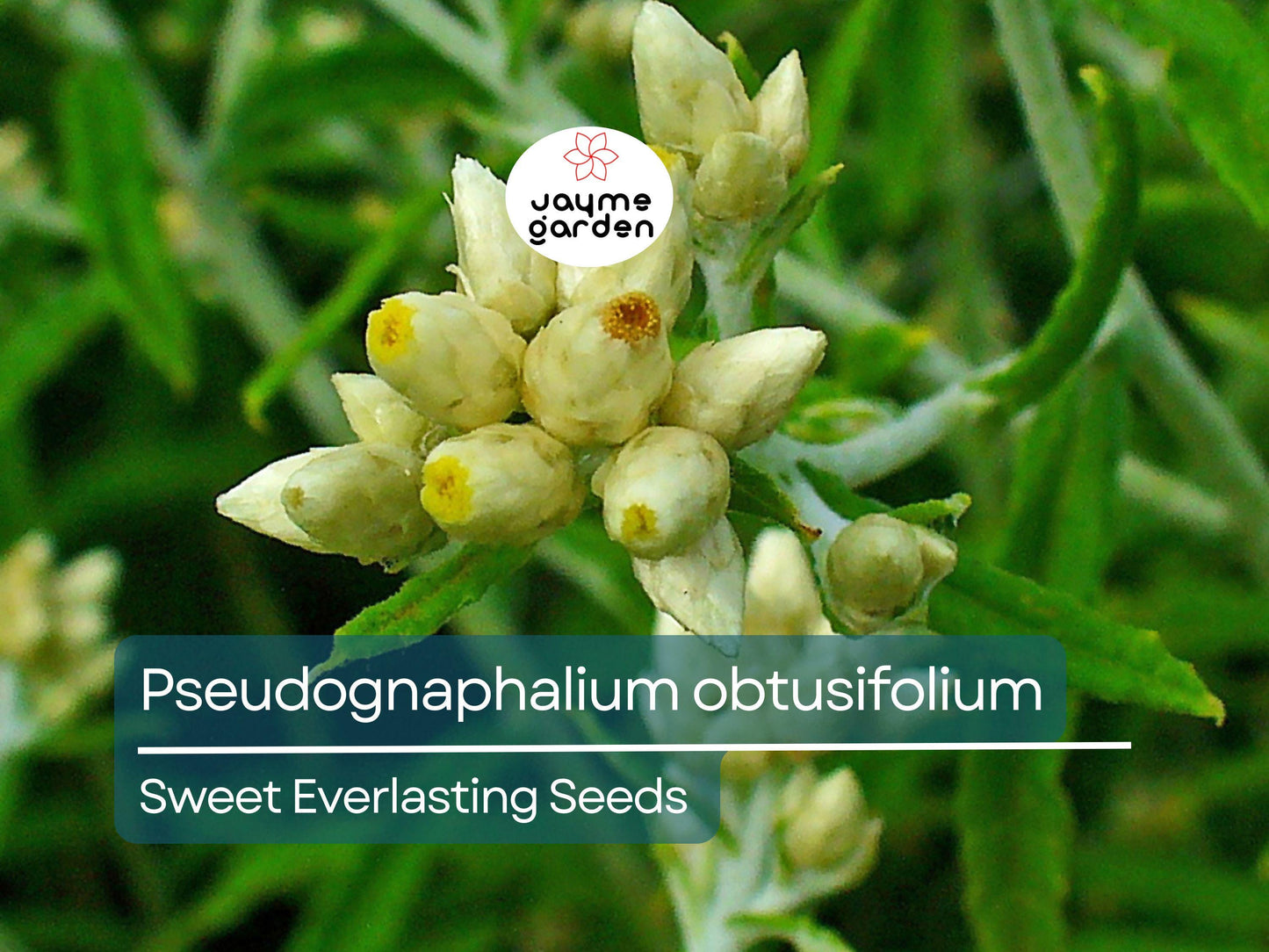 500 Seeds Pseudognaphalium Obtusifolium | Sweet Everlasting for Planting | Native Perennial Wildflower Pollinator Friendly Drought Tolerant