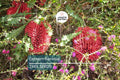 5 Lantern Banksia "Fireworks" Seeds (Banksia ericifolia) – 8' Tall, Exotic Flowering Shrub