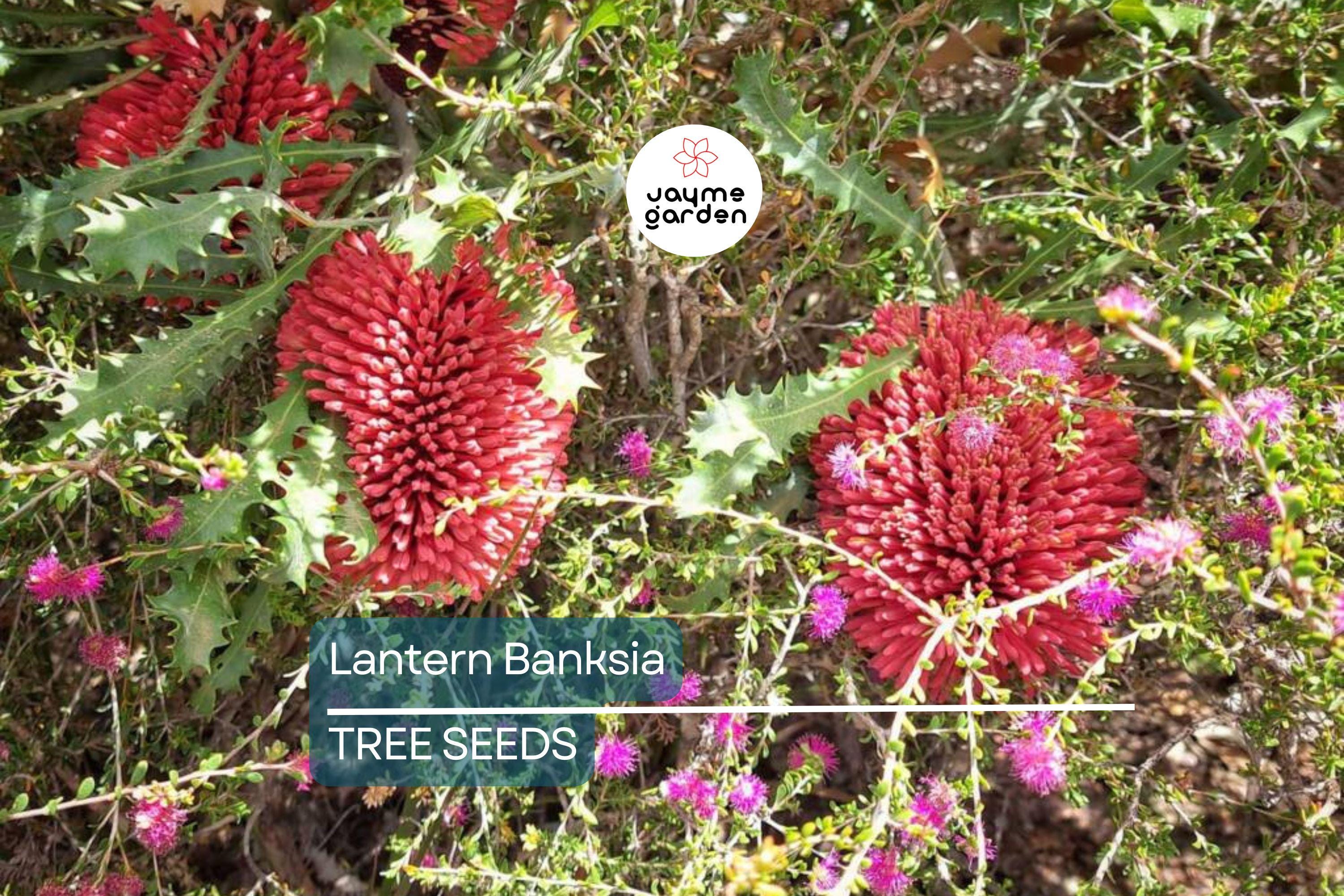 5 Lantern Banksia "Fireworks" Seeds (Banksia ericifolia) – 8' Tall, Exotic Flowering Shrub