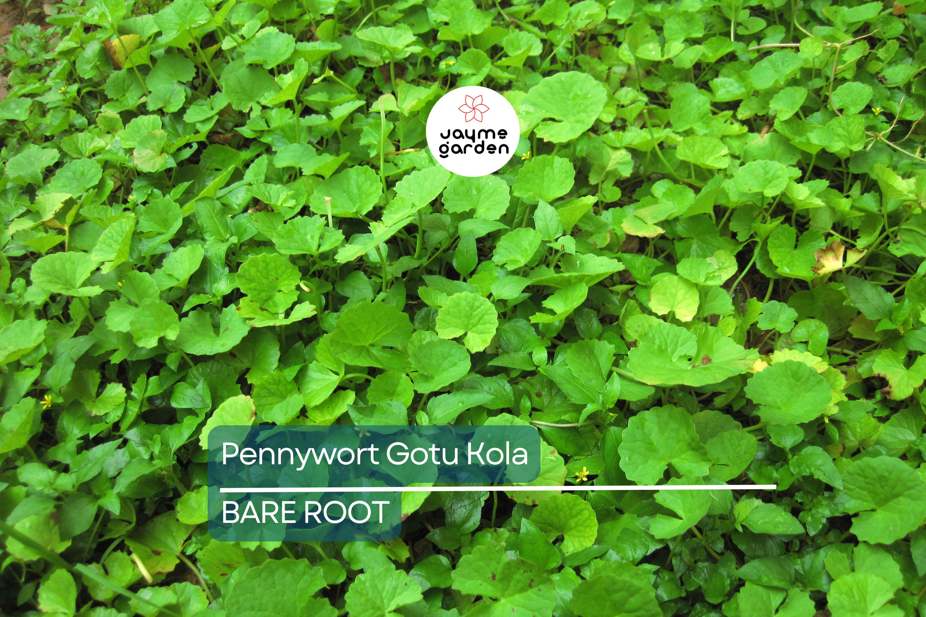 15pcs Pennywort Gotu Kola Bare Root Live Plant – Easy to Grow Ground Cover