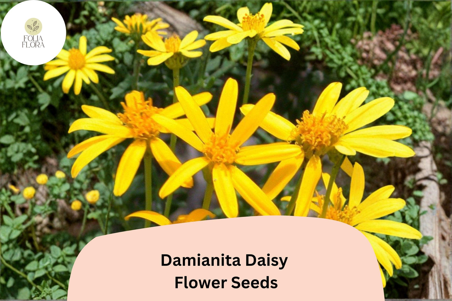 200+ Damianita Daisy Seeds | Chrysactinia mexicana | Golden-Yellow Blooms | Drought-Tolerant Perennial Flower