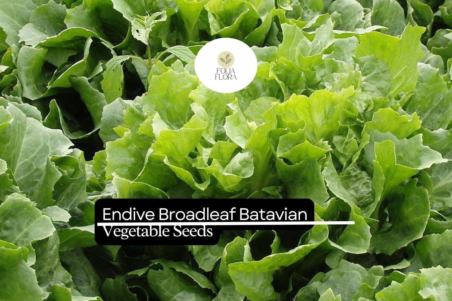1g Endive Broadleaf Batavian Seeds Cichorium endivia | Heirloom Salad Green, Mild Flavor, Cold Hardy, Easy to Grow