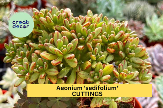 10 Aeonium sedifolium Cuttings – Mini Succulent Rosettes – No Roots – Rare Variegated Leaves – Easy to Grow – Great for Fairy Gardens – USA