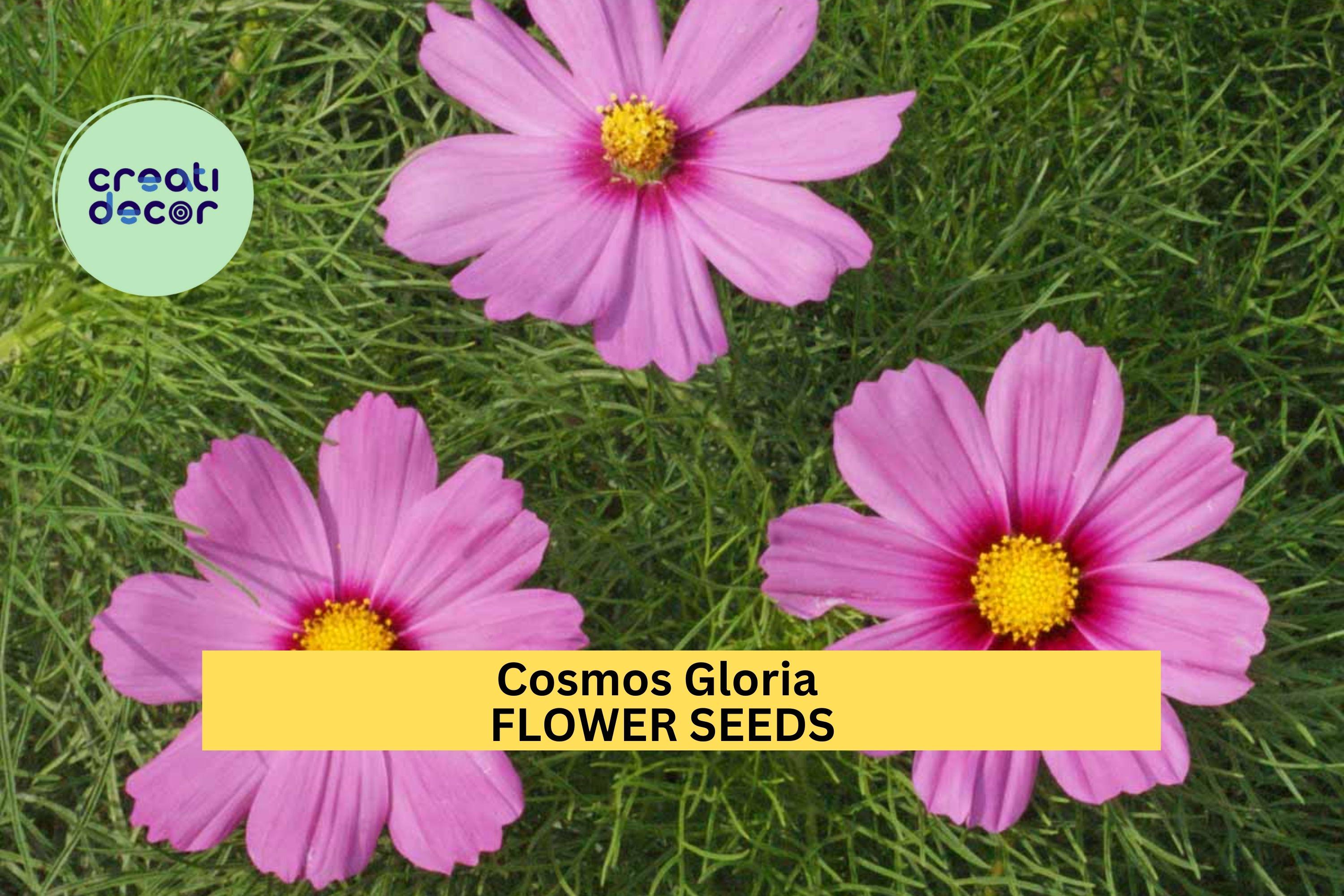 3pcs of 1g Cosmos Gloria Seeds – Pink Bi-color Blooms for Cottage Gardens, Borders, or Pollinator Wildflower Beds Seeds for Planting