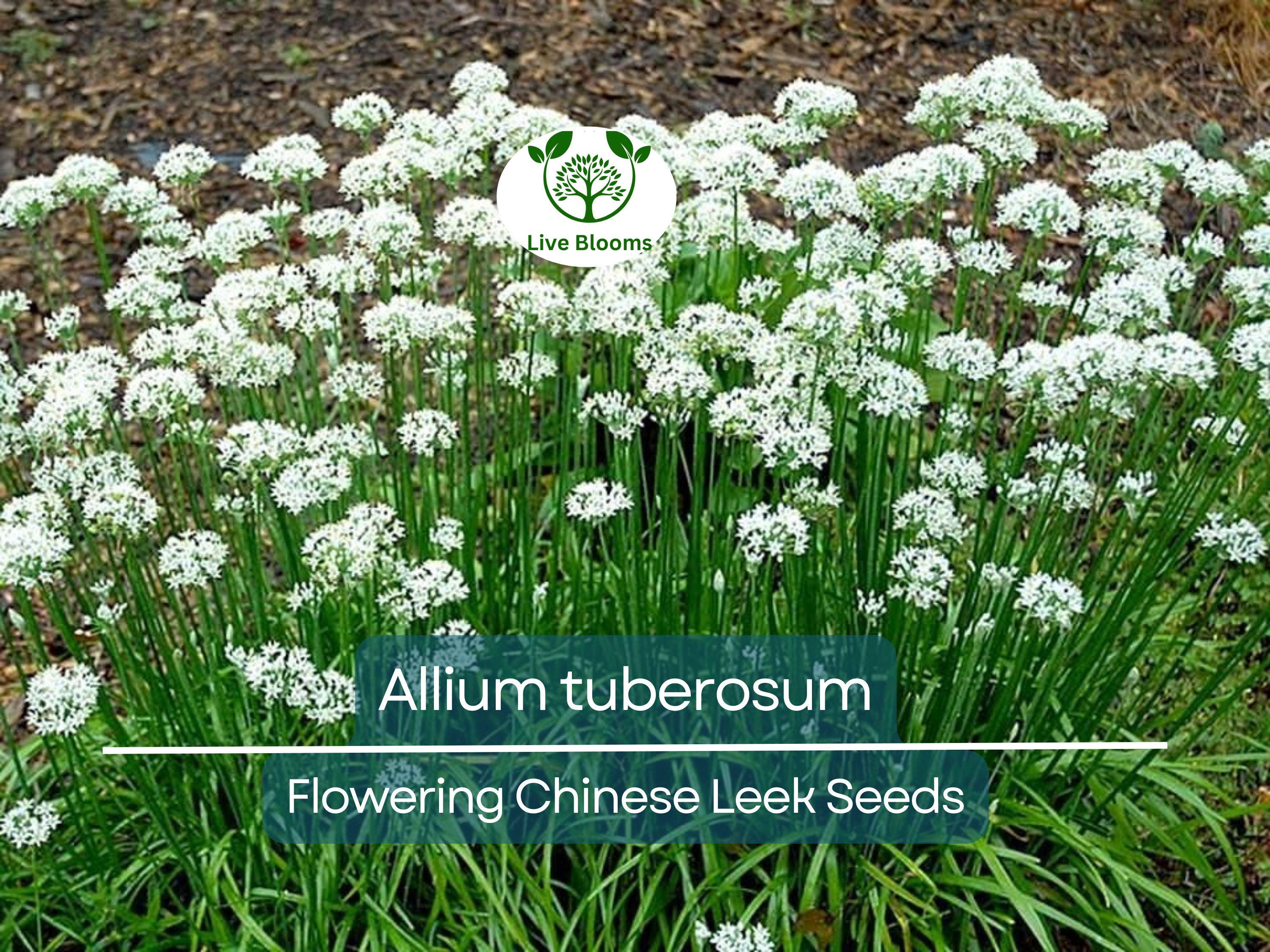 100 Seeds Flowering Chinese Leek - Allium tuberosum, Garlic Chives, Heirloom, Non-GMO, Easy to Grow, Great for Culinary & Ornamental Use