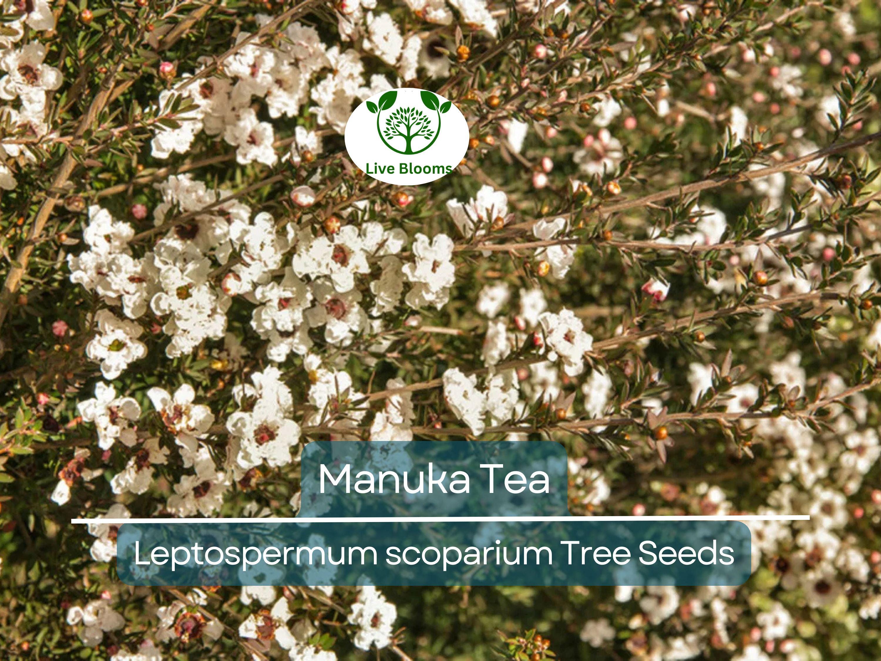 100 Manuka Tea Tree Seeds (Leptospermum scoparium), Honey Bush, New Zealand, Grow Your Own Manuka Honey, Hardy & Aromatic