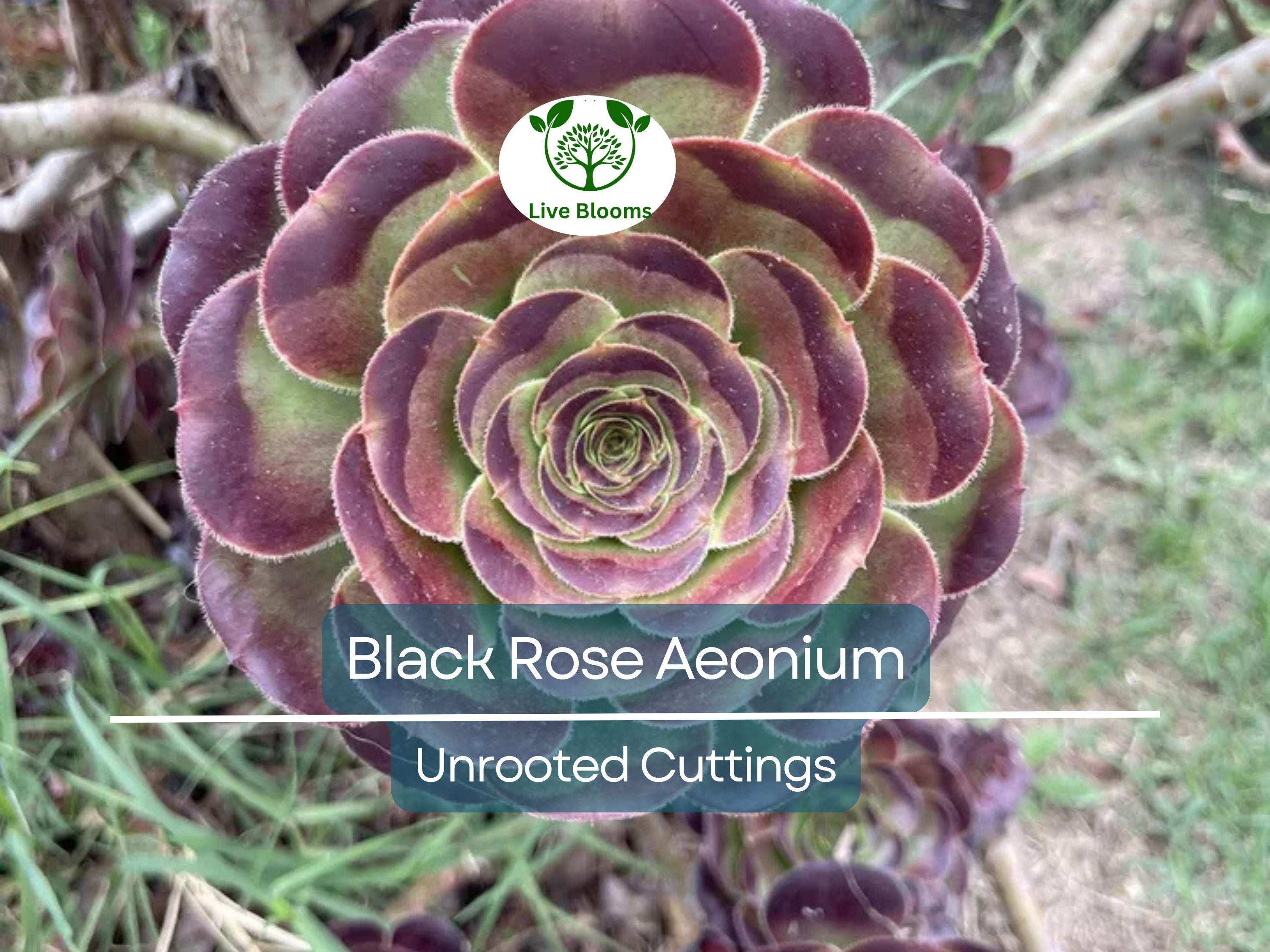 5 Black Rose Aeonium Arboreum Zwartkop Unrooted Cuttings 4"-6" – Succulent Cactus, Unique Black Succulent, Easy to Grow, Hardy Aeonium
