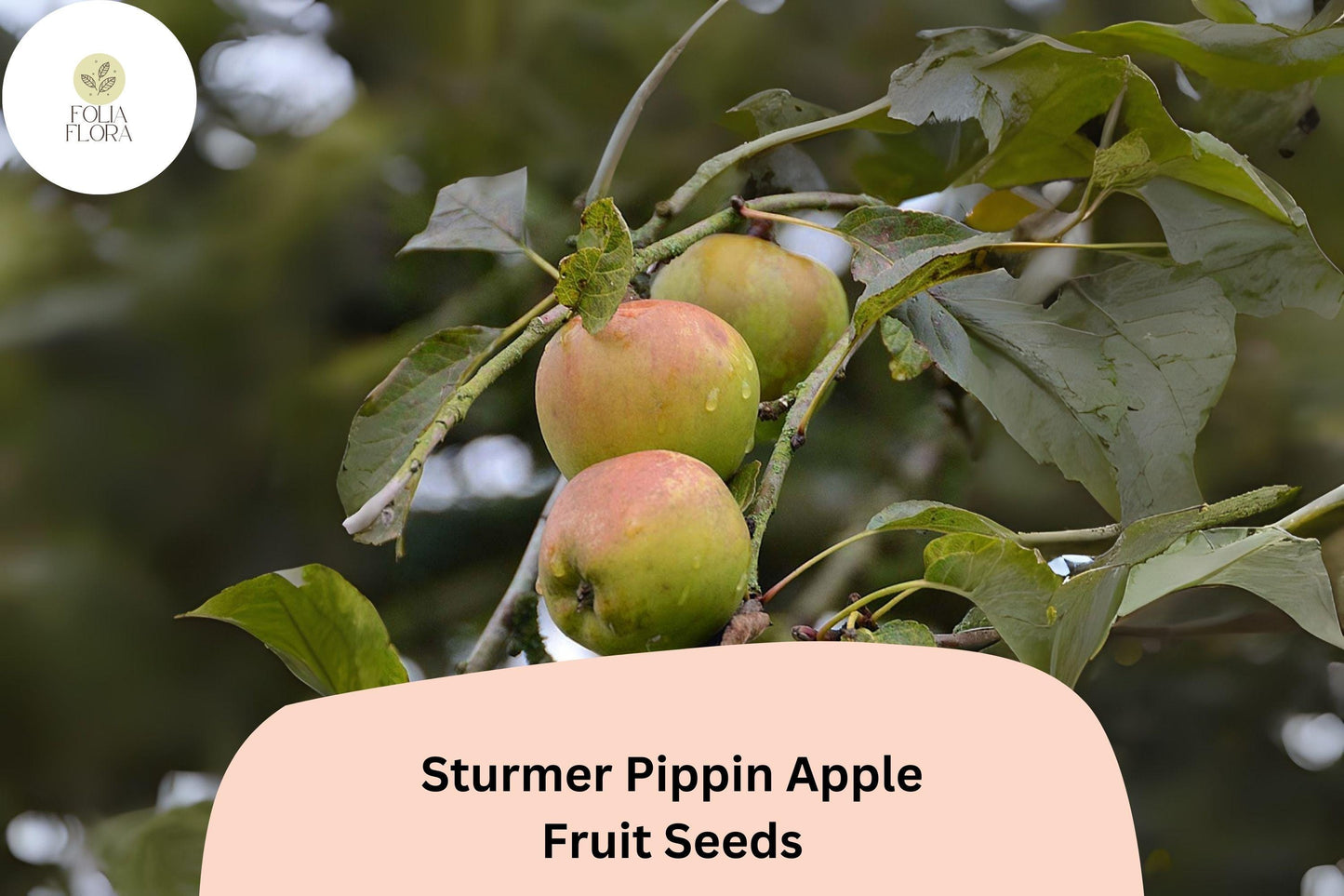 25+ Sturmer Pippin Apple Seeds | Malus domestica | Heirloom English Apple | Late-Ripening Long Storage Variety