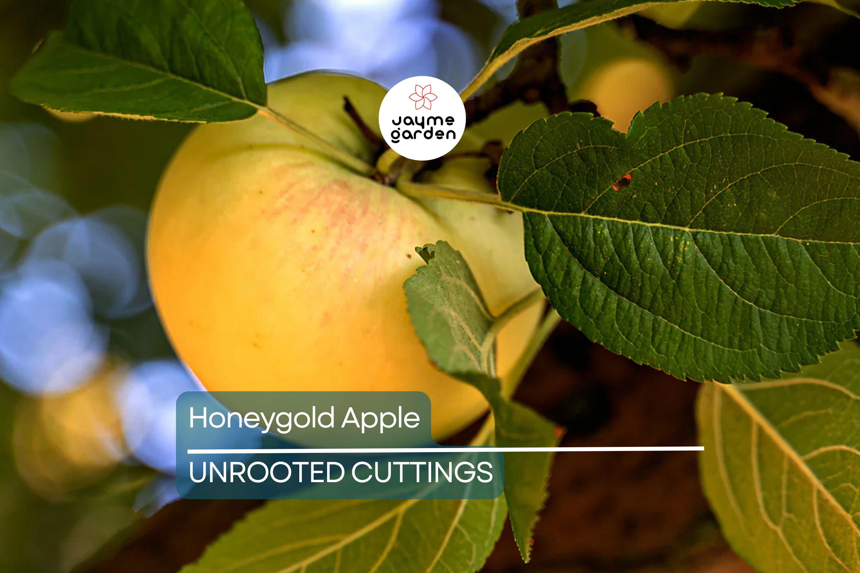 3 Honeygold Apple Fruit Tree Scions 6-10" for Grafting or Rooting - Fresh Cuttings from High-Yield Trees