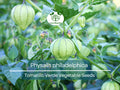 100 mg Seeds Tomatillo Verde – Physalis philadelphica | Fresh Mexican Husk Tomatoes for Planting, Salsa, and Cooking