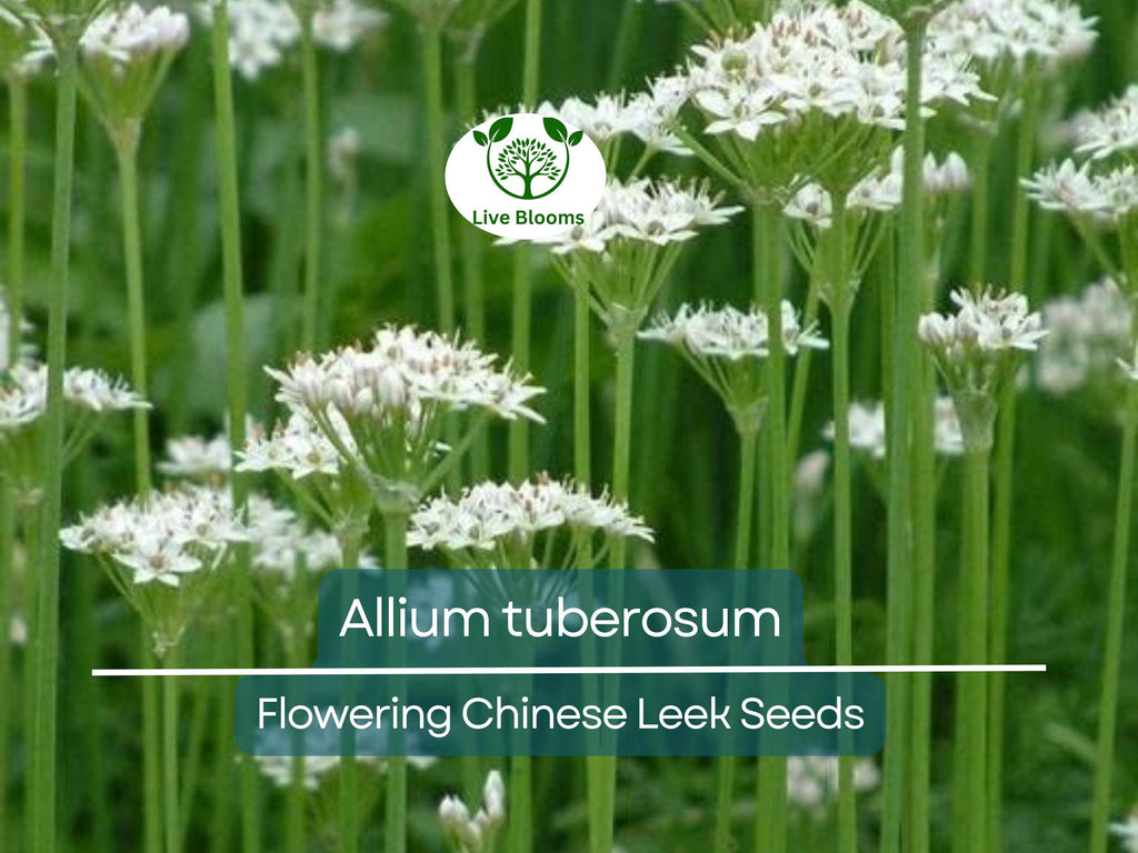 100 Seeds Flowering Chinese Leek - Allium tuberosum, Garlic Chives, Heirloom, Non-GMO, Easy to Grow, Great for Culinary & Ornamental Use