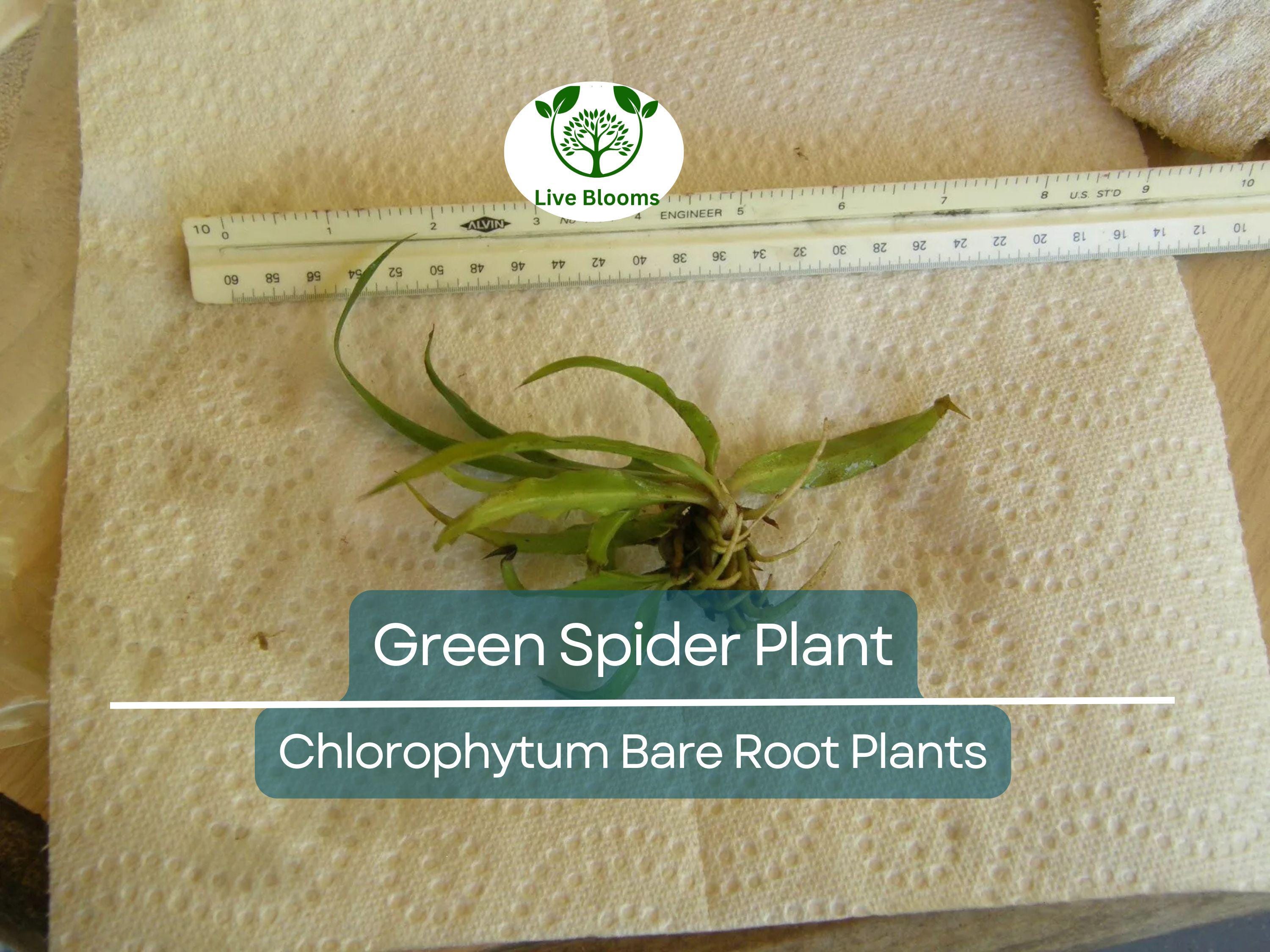 1 Spider Plant – Green Chlorophytum comosum Pup – Live Bare Root Starter – Easy-Care Air-Purifying Houseplant