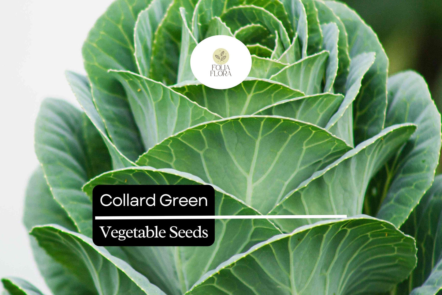 25 Organic Collard Greens Seeds | Heirloom Variety | Cool Season Leafy Vegetable for Home Gardens