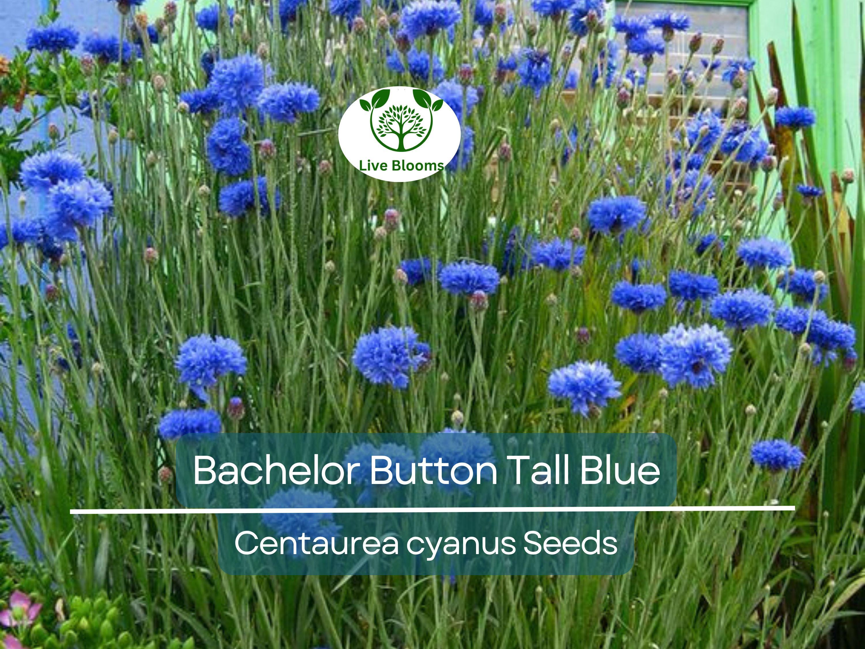 400 Cornflower Seeds, Bachelor Button Tall Blue, AAS Winner, Heirloom, Non-GMO, Vibrant Blue Flowers, Pollinators, Garden Blooms
