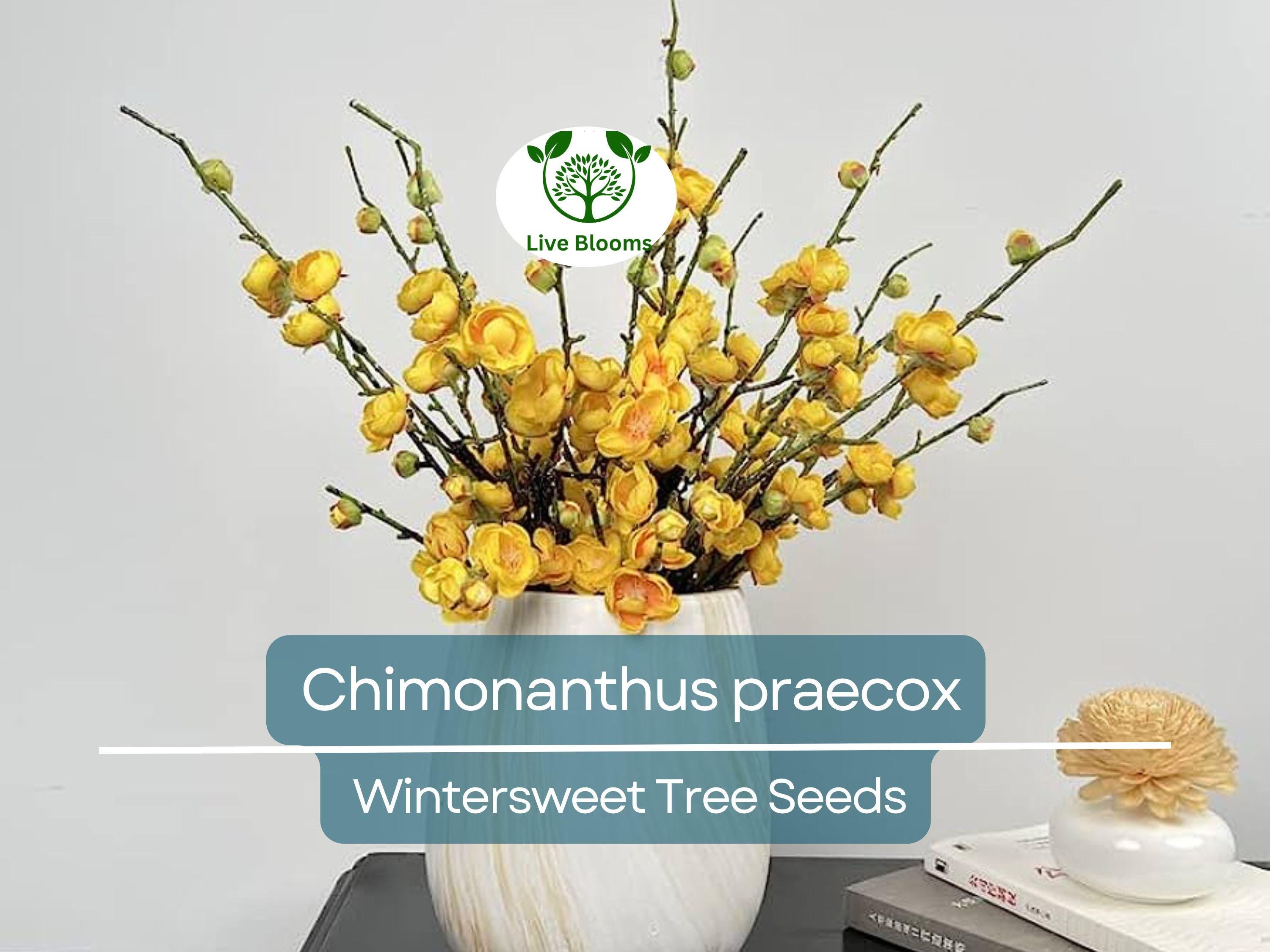 10 Seeds Chimonanthus Praecox Wintersweet Tree – Fragrant Winter Blooming Ornamental Plant for Planting and Landscaping