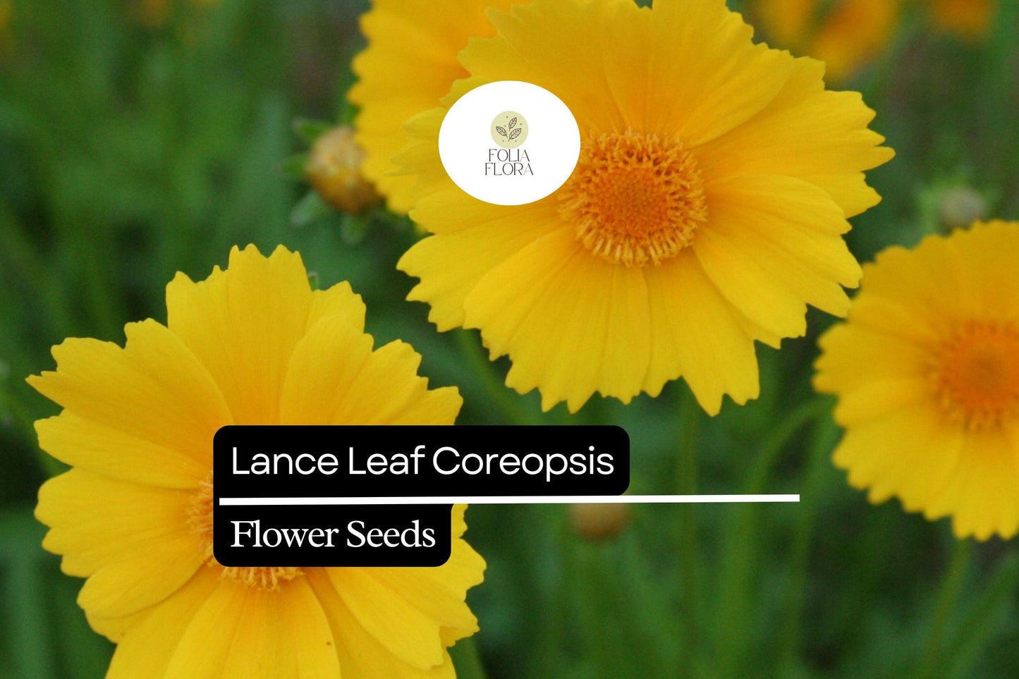 Lance Leaf Coreopsis Seeds (Coreopsis lanceolata) | 25 Seeds | Bright Yellow Perennial Wildflower for Pollinators