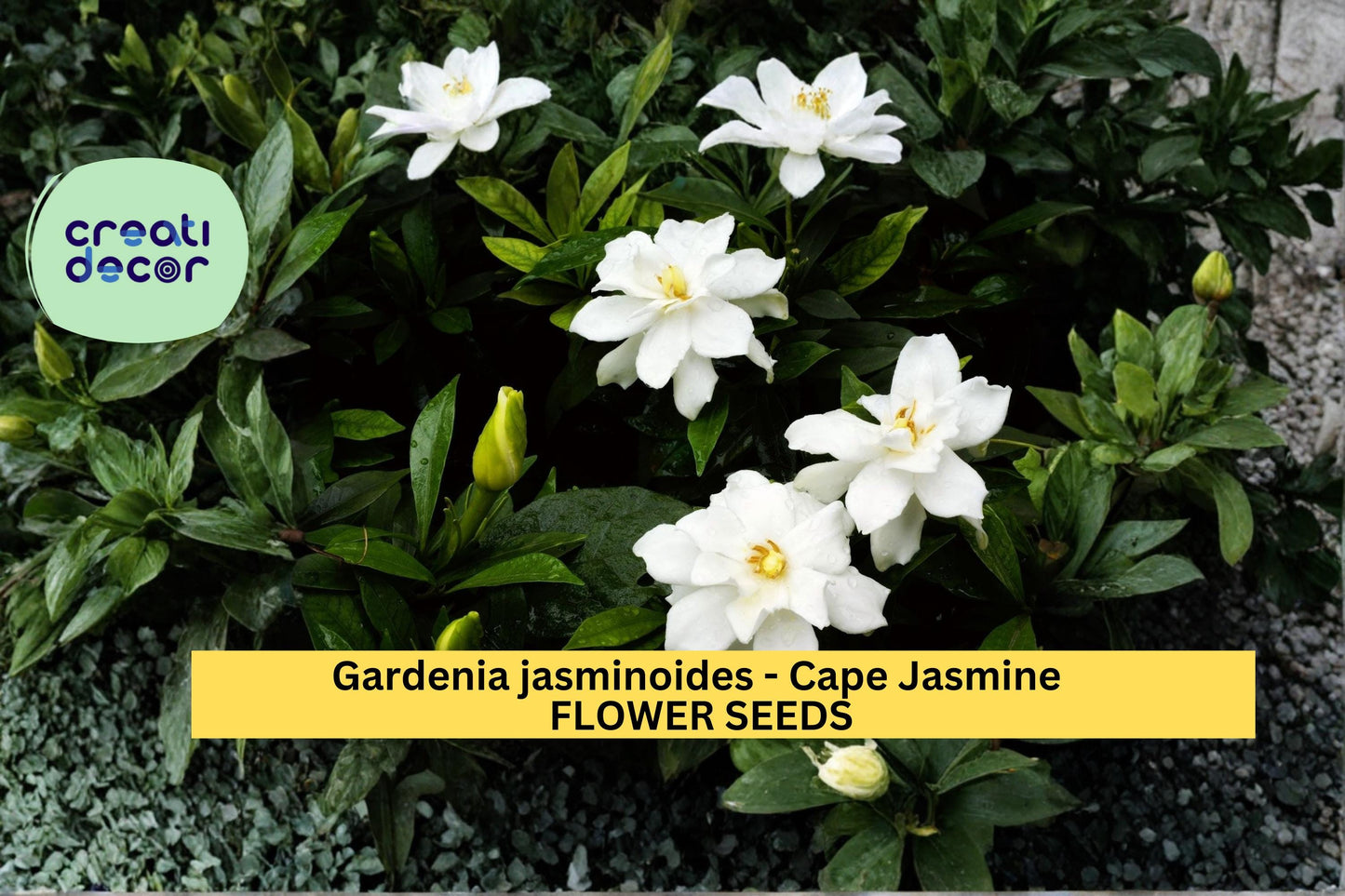 Gardenia jasminoides Seeds Cape Jasmine 20 Count Fragrant White Flower Plant Evergreen Garden Shrub Seeds