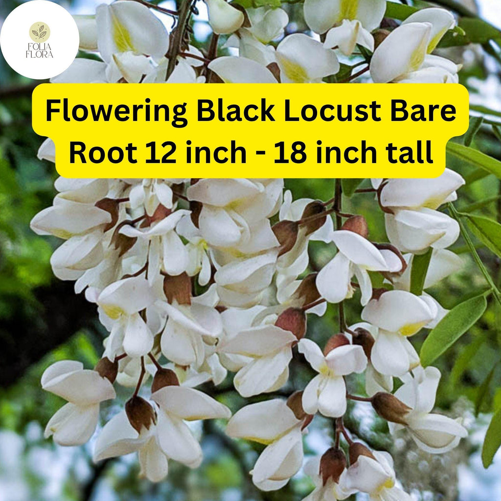 1 Flowering Black Locust Tree (Robinia pseudoacacia) Live Bare Root Plant 12 inch - 18 inch tall