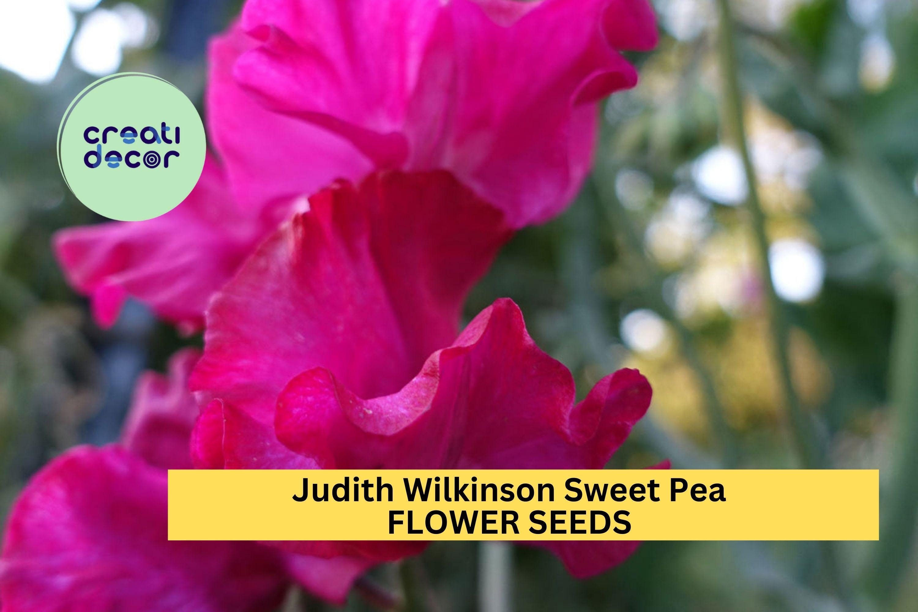 Judith Wilkinson Sweet Pea Seeds – 50+ Bright Pink Blooms – Climbing Flower Vine for Bouquets, Trellises & Cottage Gardens – USA