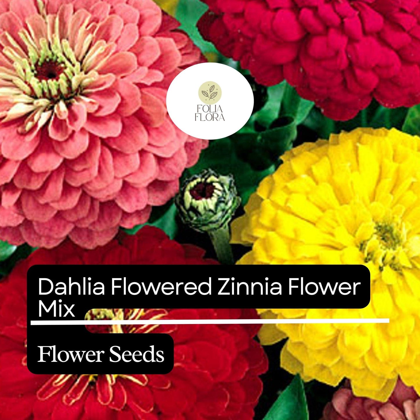 100 Dahlia Flowered Zinnia Seeds – Zinnia elegans – Large, Vibrant Blooms, Pollinator-Friendly, Easy to Grow