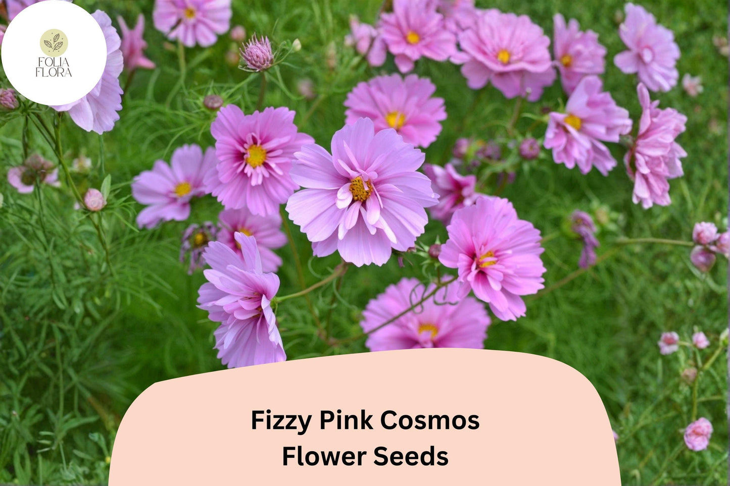 200+ Fizzy Pink Cosmos Seeds | Cosmos Bipinnatus Double Blooms | Pink Ruffled Garden Flower Seeds