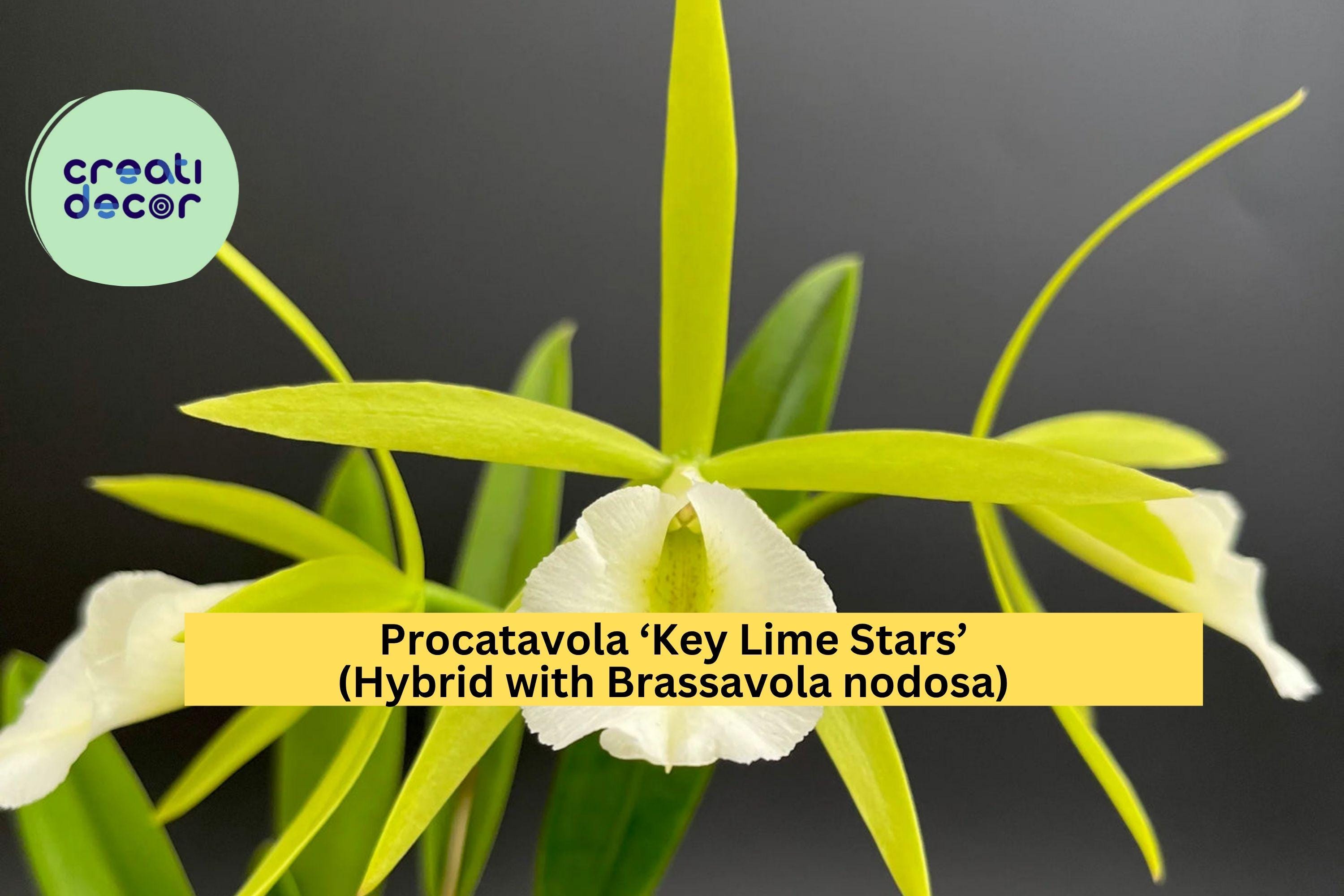 Procatavola Key Lime Stars Orchid – Brassavola nodosa Hybrid, Bare Root Live Plant with Fragrant Lime-Green Blooms, Easy Grower