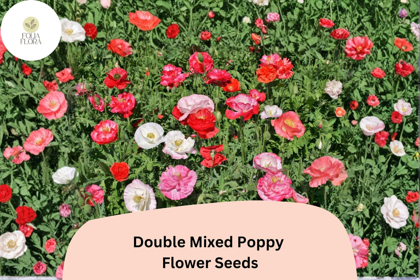 200+ Double Mixed Poppy Seeds for Garden Planting – Colorful Frilled Blooms, Easy to Grow Flowers