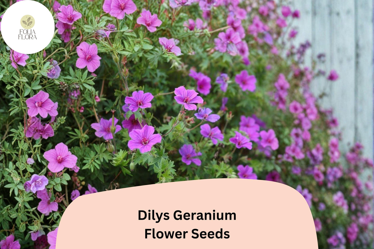 25+ Dilys Geranium Seeds | Purple Hardy Cranesbill | Long Blooming Perennial Ground Cover for Garden