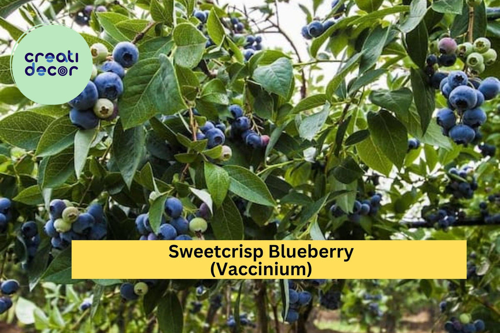 Sweetcrisp Blueberry Plant – Live Vaccinium Bush, 1-Quart Size Shipped Bare Root, High-Yield Sweet Berry Plant for Zones 6–9