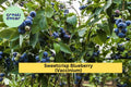 Sweetcrisp Blueberry Plant – Live Vaccinium Bush, 1-Quart Size Shipped Bare Root, High-Yield Sweet Berry Plant for Zones 6–9