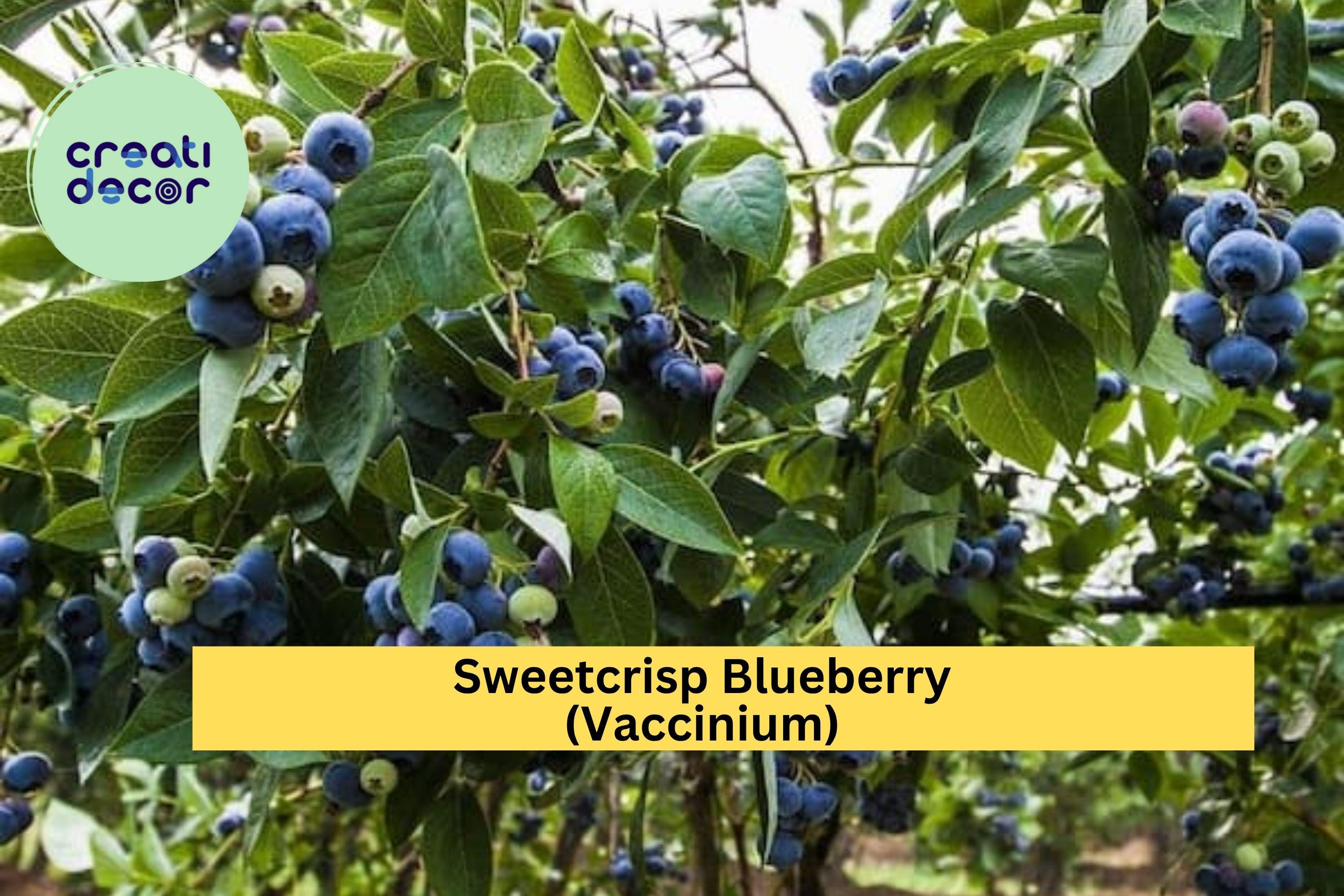 Sweetcrisp Blueberry Plant – Live Vaccinium Bush, 1-Quart Size Shipped Bare Root, High-Yield Sweet Berry Plant for Zones 6–9