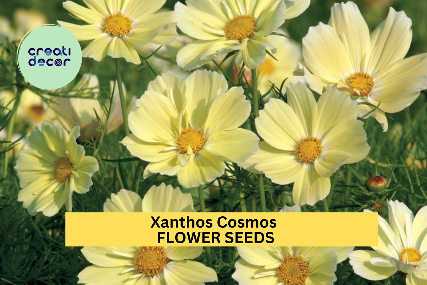 200+ Xanthos Cosmos Seeds – Soft Yellow Blooms for Garden Planting, Compact Pollinator-Friendly Annuals for Beds & Containers – USA