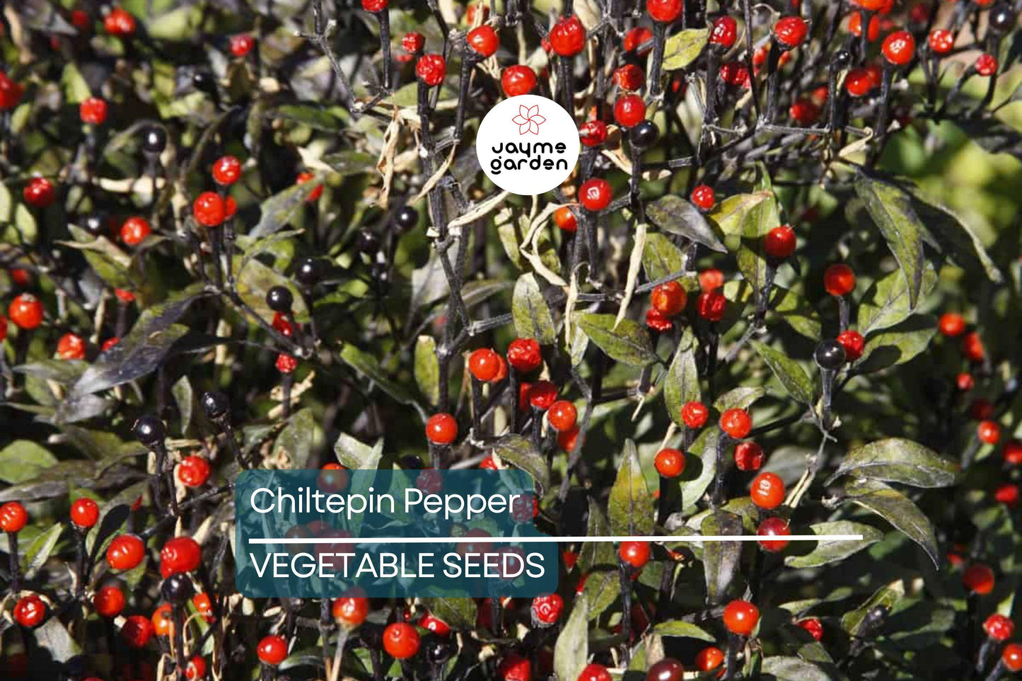 25 Chiltepin Pepper Seeds - Wild Hot Pepper, 50,000-250,000 SHU, 3-4 Ft Tall, Non-GMO, USA Seller