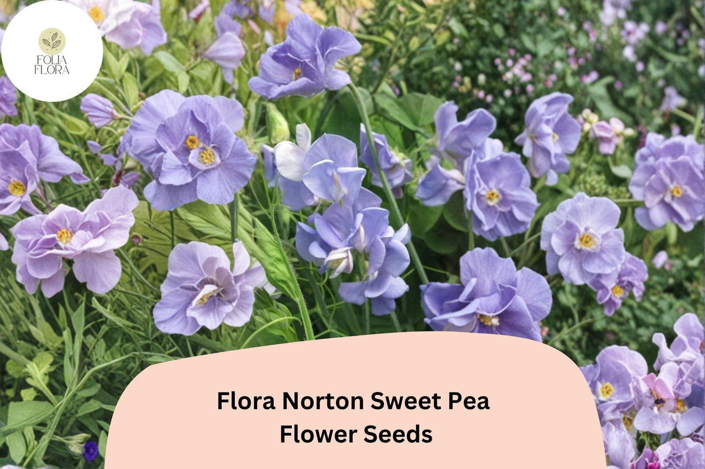 50+ Flora Norton Sweet Pea Seeds | Fragrant Blue Flower for Garden Trellis, Fence & Cut Flowers