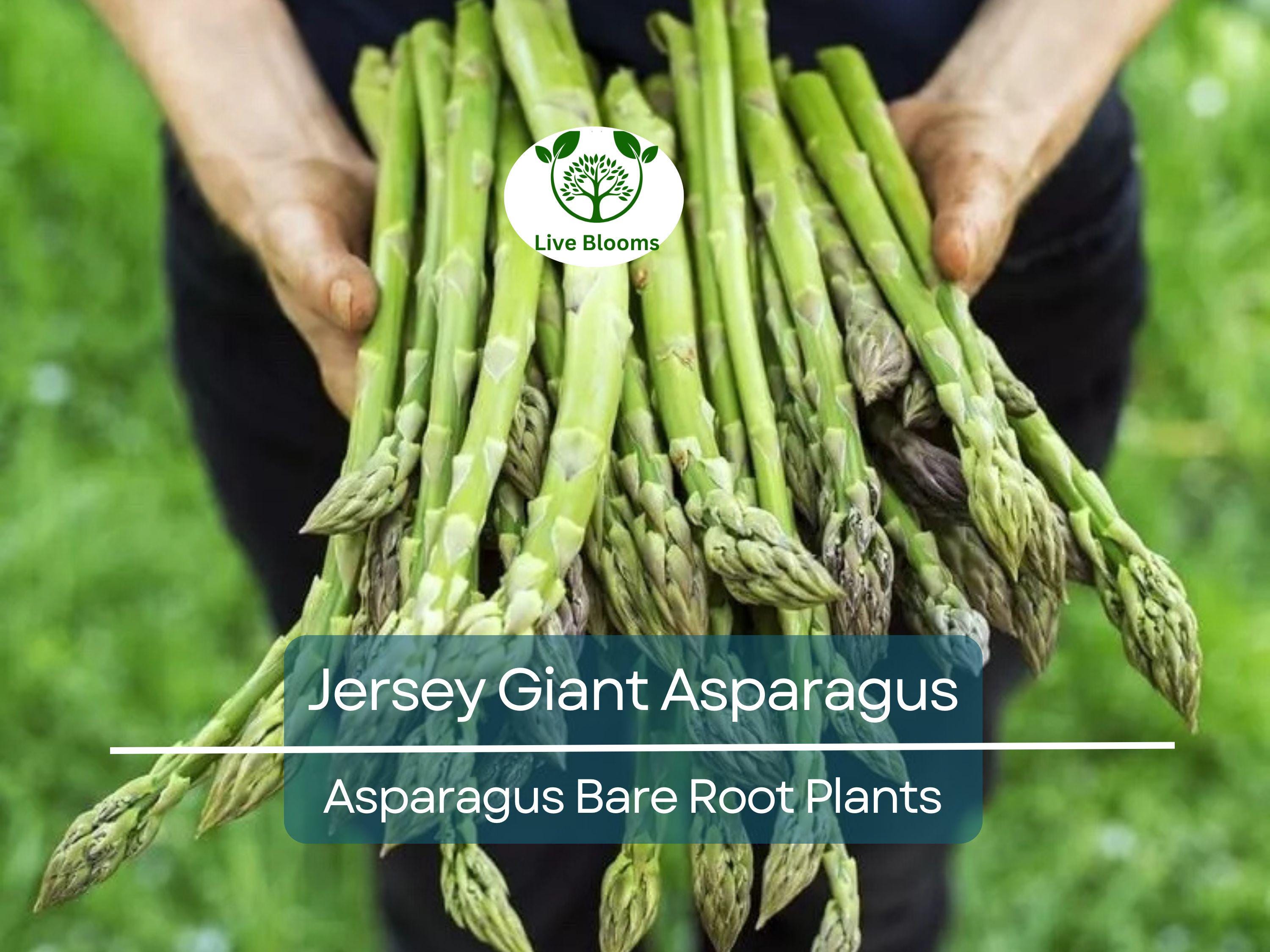 25 Jersey Giant Asparagus – 2 Year Bare Root Crowns – Live Perennial Veg Plants – Early, Heavy Yielding, Cold Hardy Variety