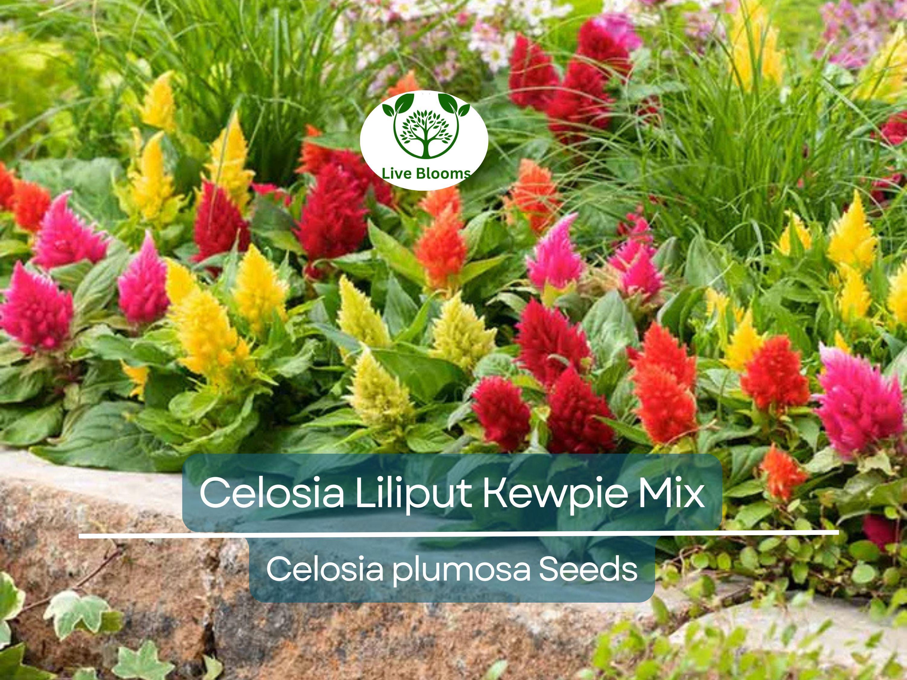 200 Seeds Celosia Plumosa LILLIPUT KEWPIE Mix, Dwarf Variety for Borders & Containers, Non-GMO, Vibrant Color, Easy to Grow, Annual Flowers