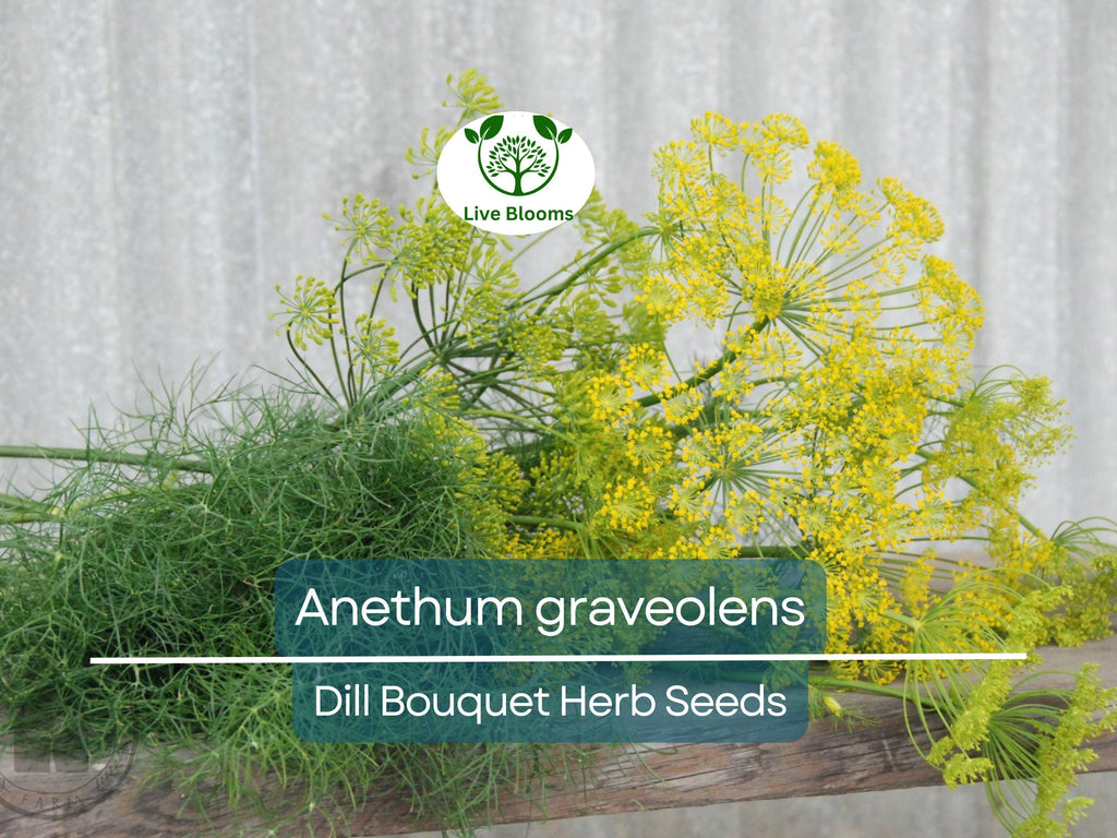 700 Dill Bouquet Seeds for Planting – Anethum graveolens – Fresh Herb for Cooking, Pickling, Gardening, Easy to Grow