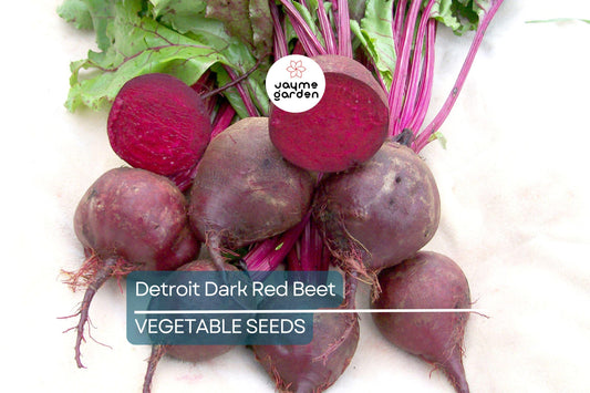 250 Detroit Dark Red Beet Seeds - Non-GMO Heirloom | Sweet & Nutritious Roots and Greens | Full Sun | Free Shipping