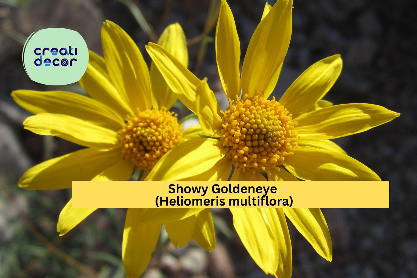 Showy Goldeneye Seeds (Heliomeris multiflora) – 100 Native Wildflower Seeds | Bright Yellow Blooms | Drought-Tolerant | Pollinator Friendly