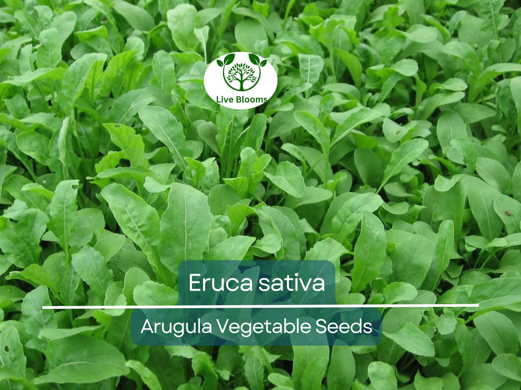 700 Seeds Arugula (Eruca sativa) – Non-GMO, Heirloom, Fast Growing, Perfect for Garden, Organic Planting, Great for Salads & Healthy Dishes