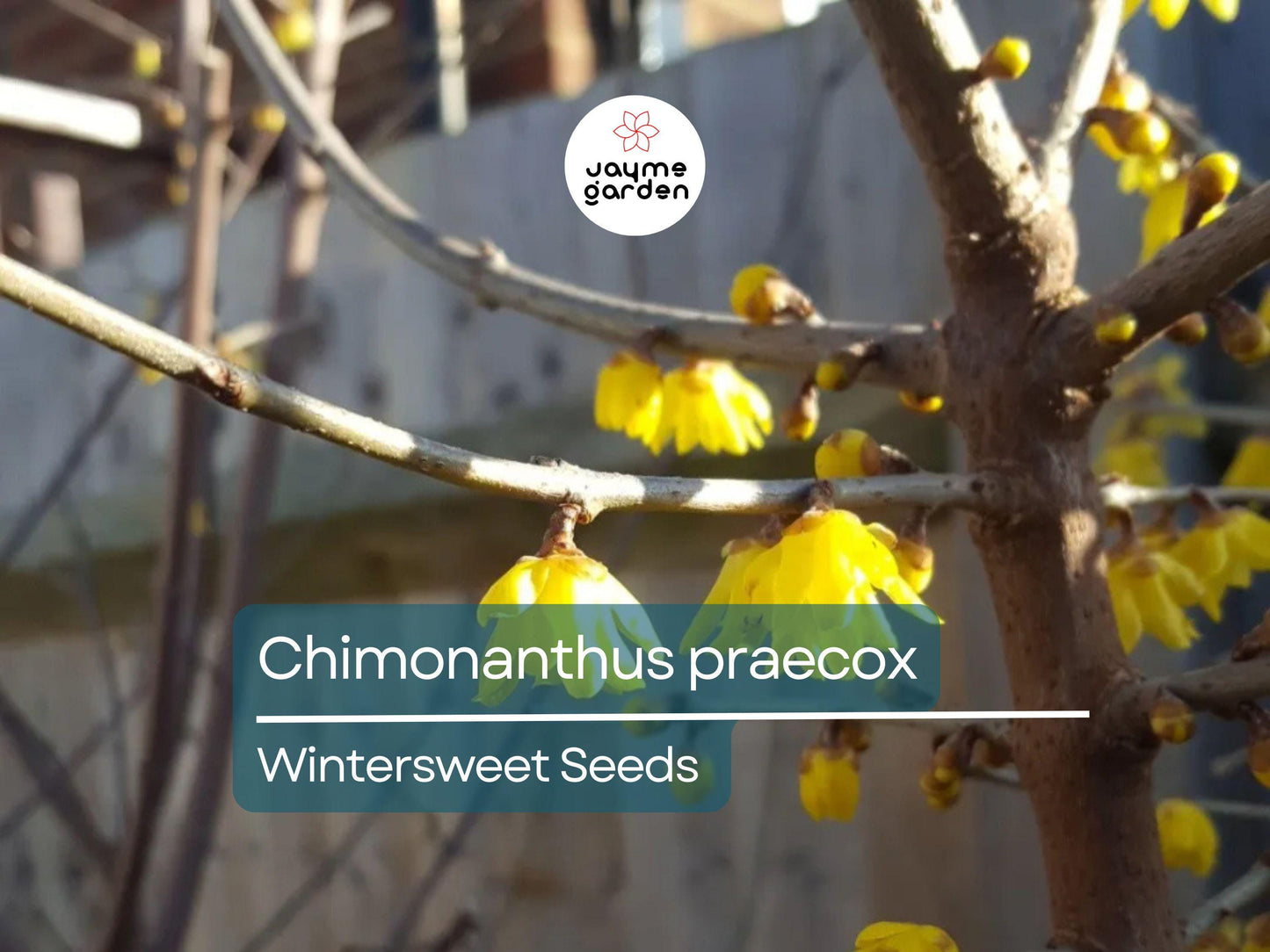 10 Seeds Chimonanthus Praecox | Wintersweet Japanese Allspice for Planting | Fragrant Winter Blooms | Ornamental Shrub | Hardy Perennial