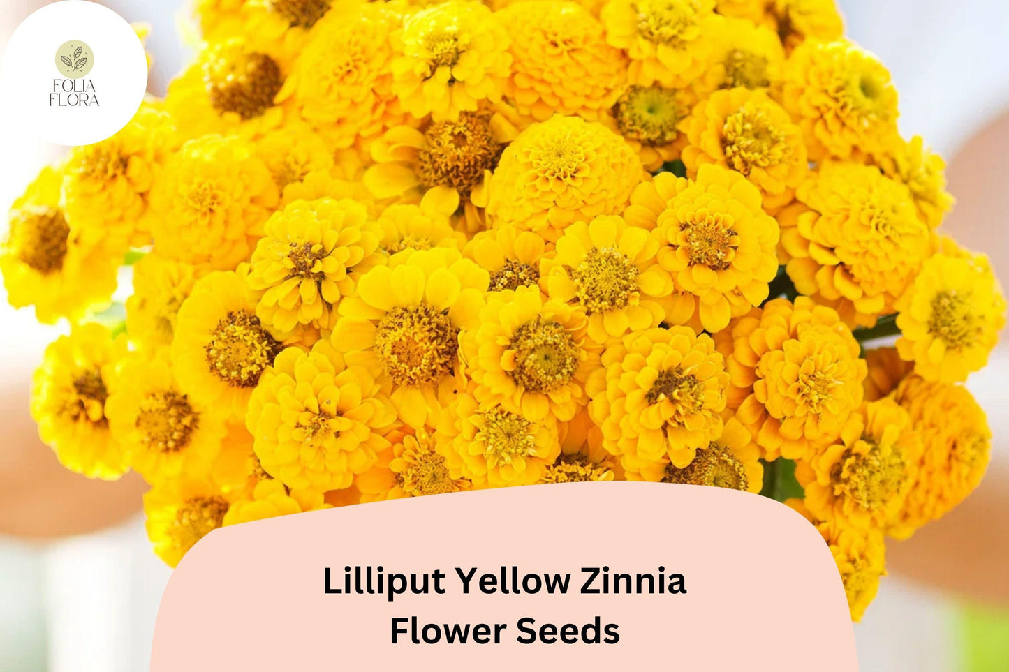 100+ Lilliput Yellow Zinnia Seeds – Charming Small Double Blooms for Borders & Garden Beds